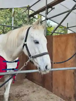 藤森神社(京都府)