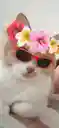 めめさんのプロフィール画像