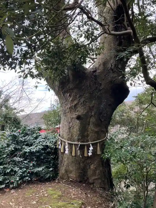 胞姫神社(新潟県)