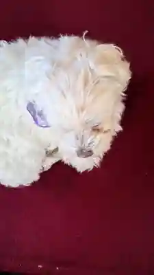 本昌寺(京都府)