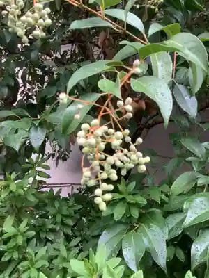 濱神明社の自然