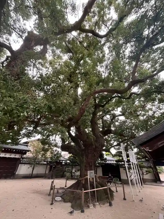 大聖観音寺(あびこ観音)(大阪府)