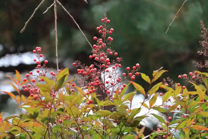 開成山大神宮の自然