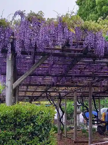 亀戸天神社の庭園