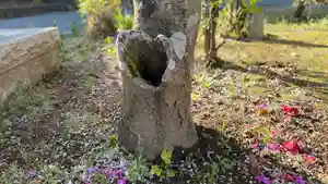 光明寺(静岡県)(2025年04月16日(水) 20時26分46秒投稿)