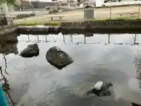 白蛇辨財天の{uncategorized: "未分類", other: "その他", undefined: "問題あり", building: "その他建物", grave: "お墓", sacred_gate: "鳥居", guardian: "狛犬", statue: "像", buddha: "仏像", history: "歴史", nature: "自然", garden: "庭園", animal: "動物", pagoda: "塔", temizu: "手水舎", mountain_gate: "山門・神門", sanctuary: "本殿・本堂", subordinate: "末社・摂社", art: "芸術", scenery: "景色", jizo: "地蔵", ema: "絵馬", goshuin: "御朱印", omikuji: "おみくじ", items: "授与品その他", amulet: "お守り", goshuincho: "御朱印帳", eats: "食事", festival: "お祭り", votive_dance: "神楽", shichigosan: "七五三参", wedding: "結婚式", experience: "体験その他", initially: "初詣", around: "周辺", anti_infection: "感染症対策"}