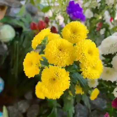 滑川神社 - 仕事と子どもの守り神の手水舎