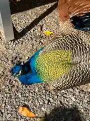 楽法寺（雨引観音）の動物