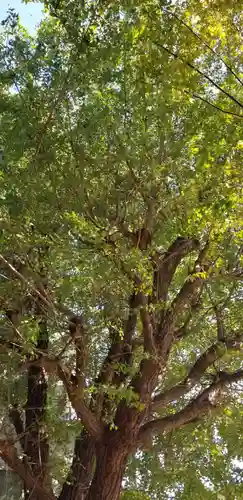 王子白髭神社の自然