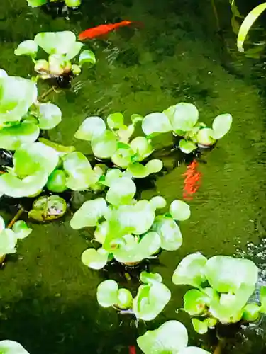 善応寺の庭園