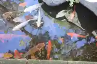 西新井大師総持寺の動物