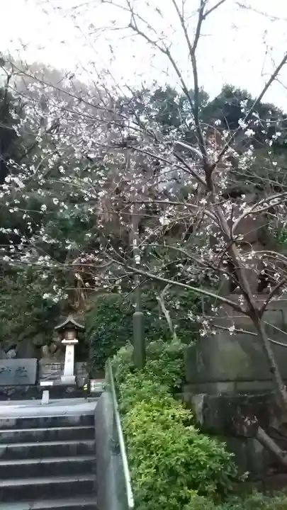 日枝神社の自然