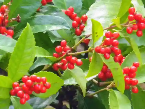 安國論寺（安国論寺）の自然