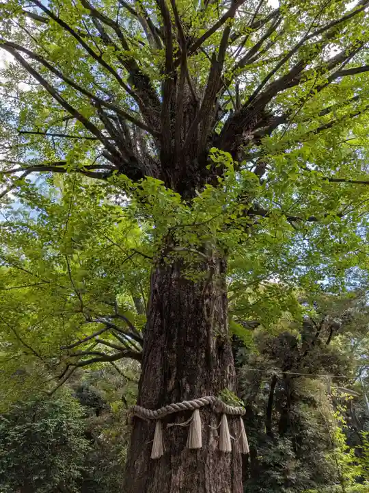赤坂氷川神社(東京都)