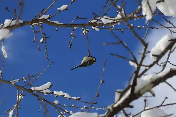 土津神社|こどもと出世の神さまの動物