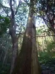 天の岩戸神社の自然