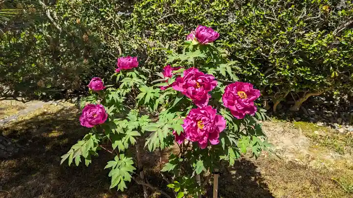 圓光寺(京都府)