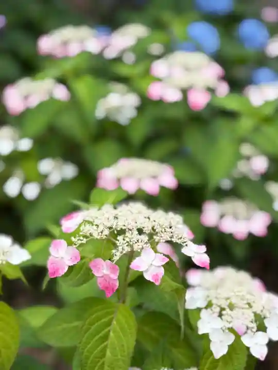 白山神社(東京都)