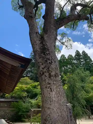 宝満宮竈門神社の自然