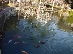 亀戸天神社の自然