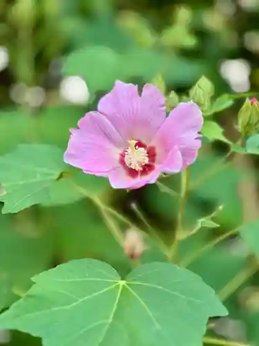 堀越神社(大阪府)