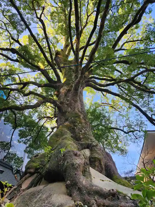 太宰府天満宮の自然