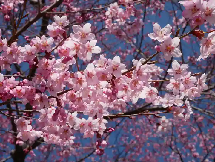 眞田神社の自然