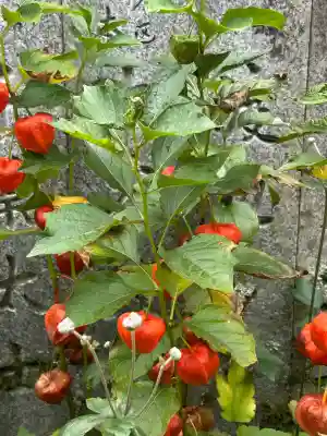 横峰寺(愛媛県)