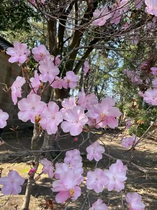 乃木神社の自然