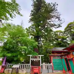 大杉神社(茨城県)