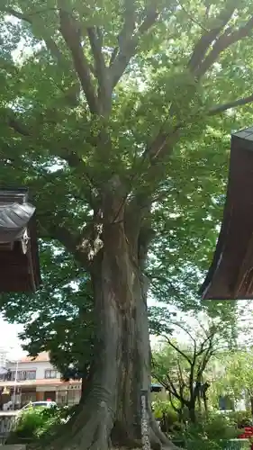 山王日枝神社の自然