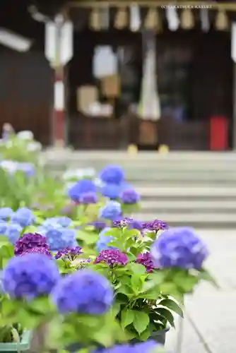 磐井神社の自然