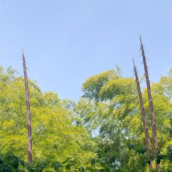 山之神神社の自然