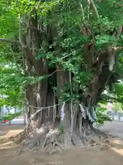 葛飾八幡宮の自然