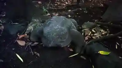 増上寺塔頭 三縁山 宝珠院の狛犬