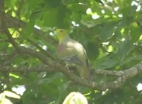 留辺蘂神社の動物