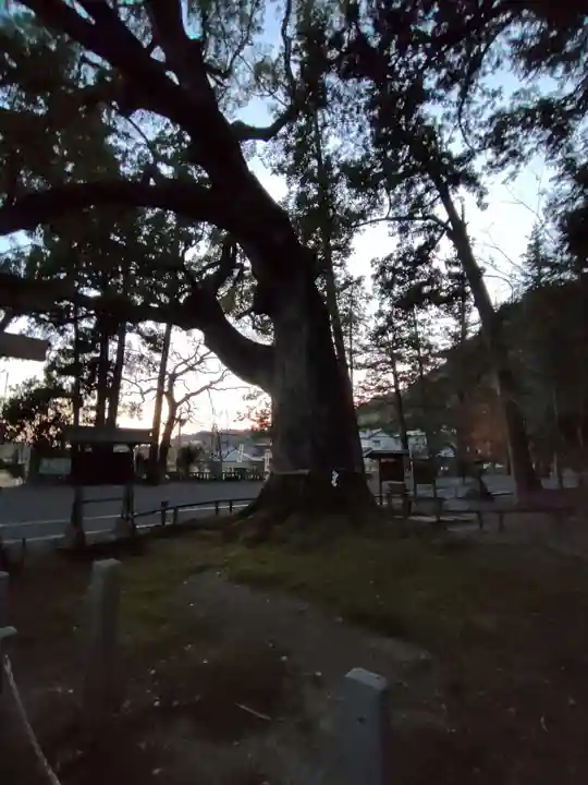 事任八幡宮の自然