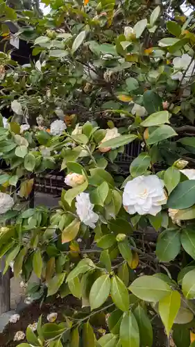 賀茂御祖神社（下鴨神社）(京都府)