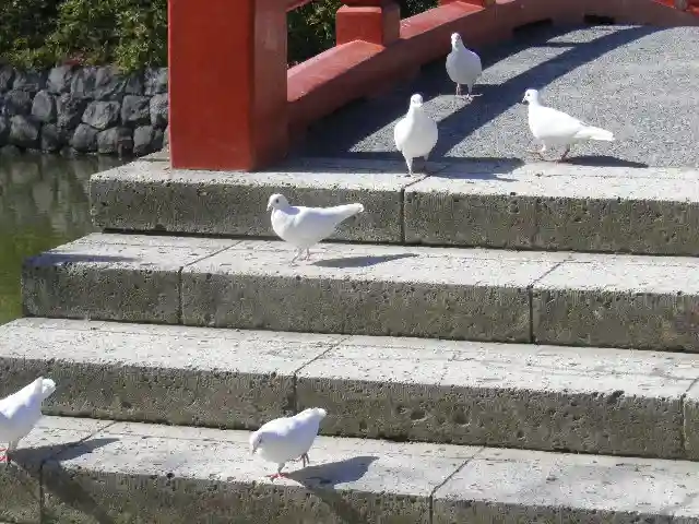 鶴岡八幡宮の動物