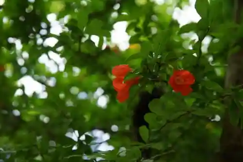 長壽寺（長寿寺）の自然