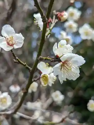 梅宮大社(京都府)