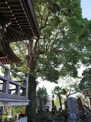 真源寺の本殿・本堂