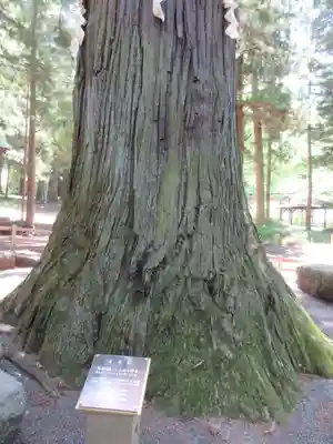 河口浅間神社のその他建物