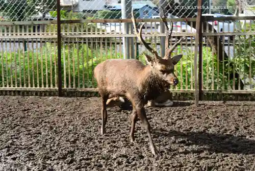 相州春日神社(神奈川県)