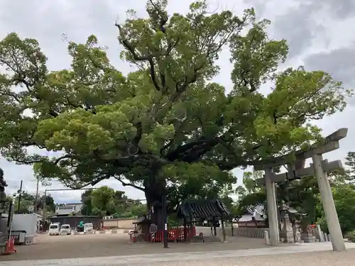 百舌鳥八幡宮(大阪府)