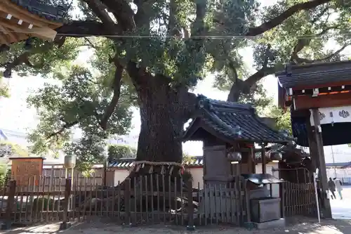 大聖観音寺（あびこ観音）の自然
