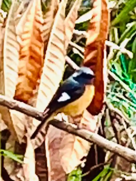 飛龍神社(茨城県)