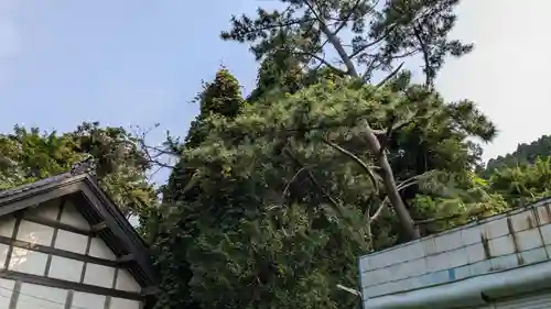 住三吉神社の自然