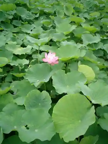 鶴岡八幡宮の自然