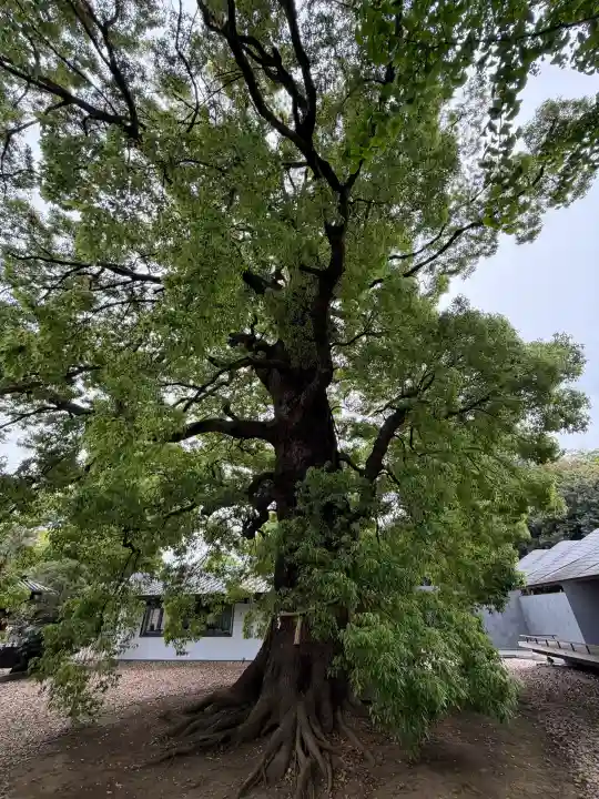 上野東照宮の{uncategorized: "未分類", other: "その他", undefined: "問題あり", building: "その他建物", grave: "お墓", sacred_gate: "鳥居", guardian: "狛犬", statue: "像", buddha: "仏像", history: "歴史", nature: "自然", garden: "庭園", animal: "動物", pagoda: "塔", temizu: "手水舎", mountain_gate: "山門・神門", sanctuary: "本殿・本堂", subordinate: "末社・摂社", art: "芸術", scenery: "景色", jizo: "地蔵", ema: "絵馬", goshuin: "御朱印", omikuji: "おみくじ", items: "授与品その他", amulet: "お守り", goshuincho: "御朱印帳", eats: "食事", festival: "お祭り", votive_dance: "神楽", shichigosan: "七五三参", wedding: "結婚式", experience: "体験その他", initially: "初詣", around: "周辺", anti_infection: "感染症対策"}
